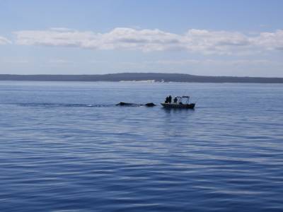 La chasse à la baleine