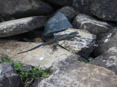 Copain lézard de la plage