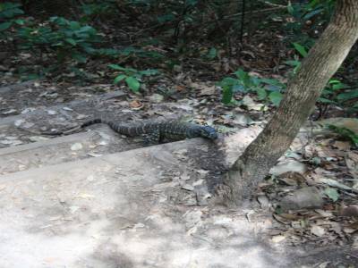 Copain lézard de la forêt