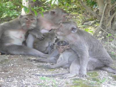 Family Monkey