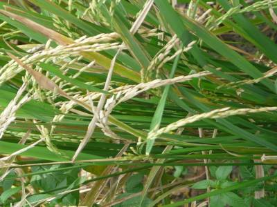 riz