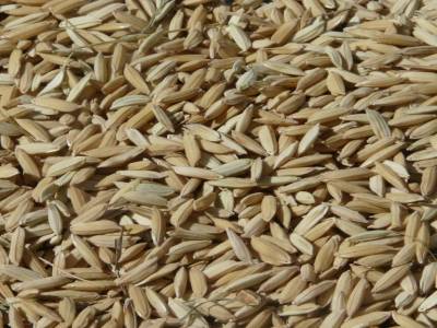 riz