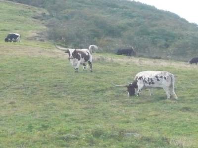 des vaches?