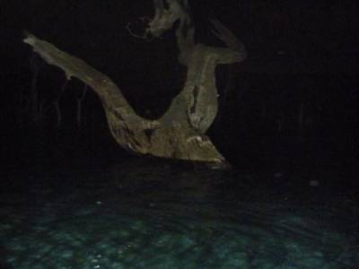 Forêt noyée, lac de Yaté