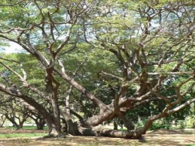Darwin Jardin botanique.