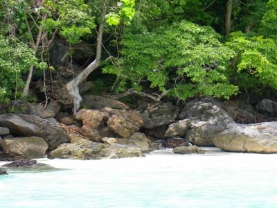 Monkey beach