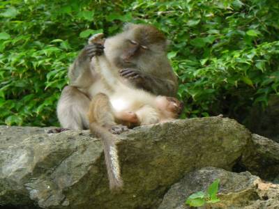 Monkey beach