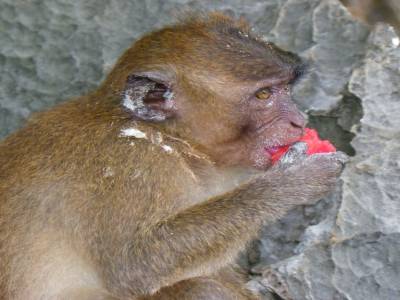 Monkey beach