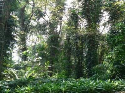 Darwin Jardin botanique.