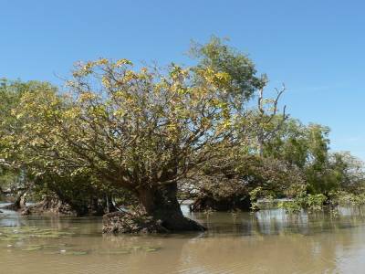 Kakadu.