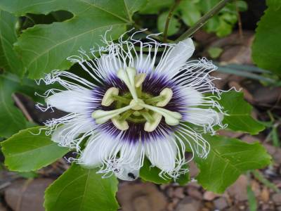 Des fleurs de la bas