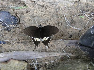 Papillon