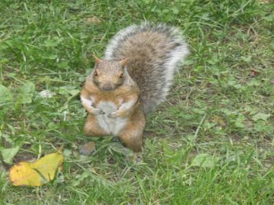 Ecureuil pas très farouche au parc Lafontaine sur le plateau du mont royal