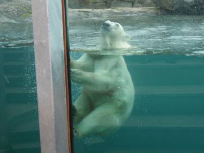 Nounours !!!