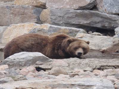 Grizzly dans le zoo sauvage de Saint Félicien