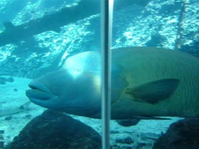 Maori Fish