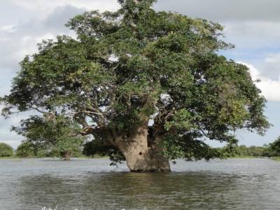 Un arbre