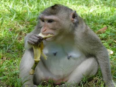 Louloute dévore sa banane