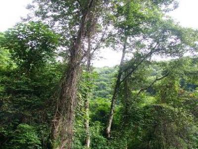 shivapuri et jardin des reves