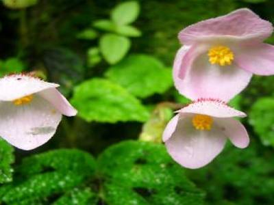 shivapuri et jardin des reves