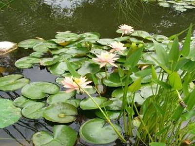 shivapuri et jardin des reves