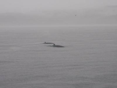 Baleines