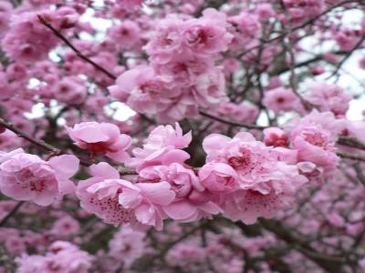arrivee du printemps