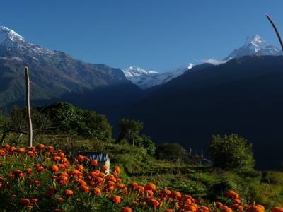 Jour 8 :  GHANDRUK - NAYAPUL (1070M)