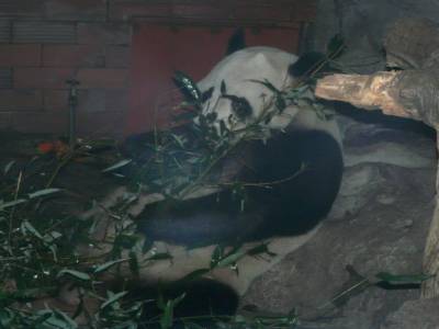 pandi panda