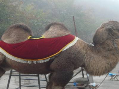 un chameau sur la muraille de chine