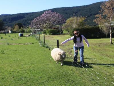 Dressage de mouton !