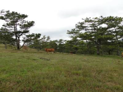 Les paysages de type un peu comme dans les vosges...
