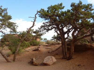 Arches National Park + Dead Horses Point + CanyonLands