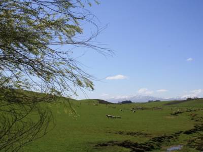 Campagne Néo-zélandaise