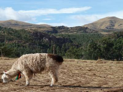 Llama photogénique !