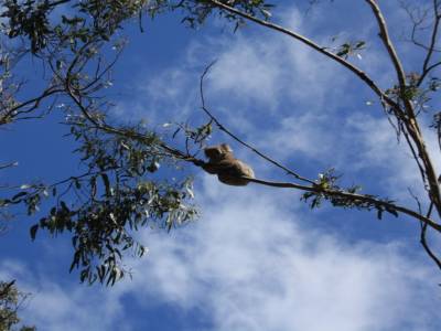Koala perché
