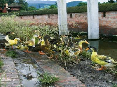Vous aviez déjà vu des canards jaune fluo? Bah nous non plus!!!!