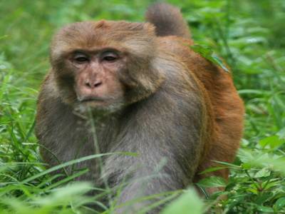 Monkey temple