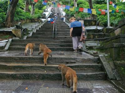 Monkey temple