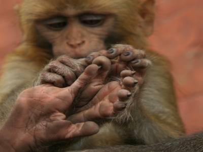 Monkey temple