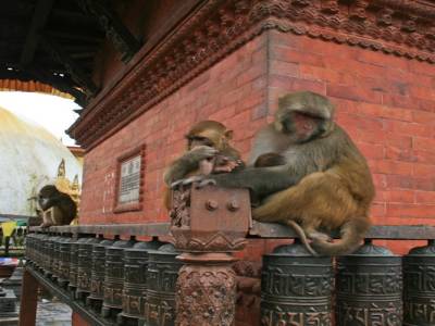 Monkey temple