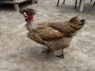 La poule désignée par nous meme "la plus moche du monde"