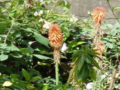 Colibri chopé en vol