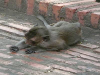singe sauvage en liberté bien sur