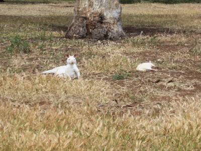 Kangourou albinos