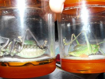 insectes transporte par un chaufeur de taxi