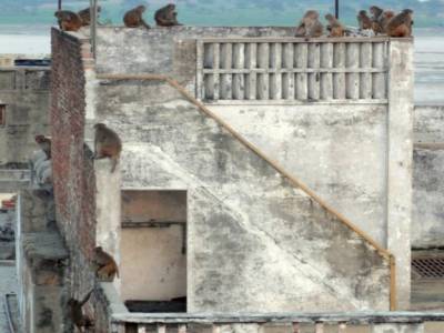 Beaucoup de singes à Varanasi