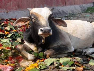 Vache sacrée