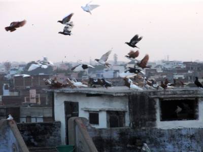 Envolée de pigeons à Varanasi