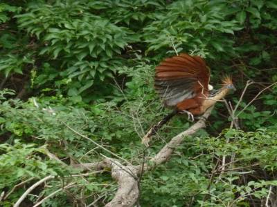 L'oiseau du paradis...